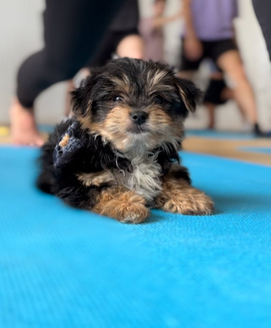 Morkie puppy at puppy yoga in downtown Toronto