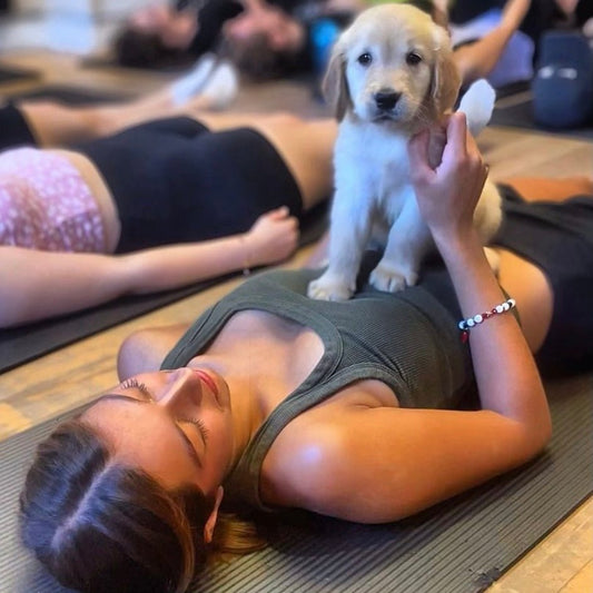 Puppy yoga Toronto downtown corporate private events wellness