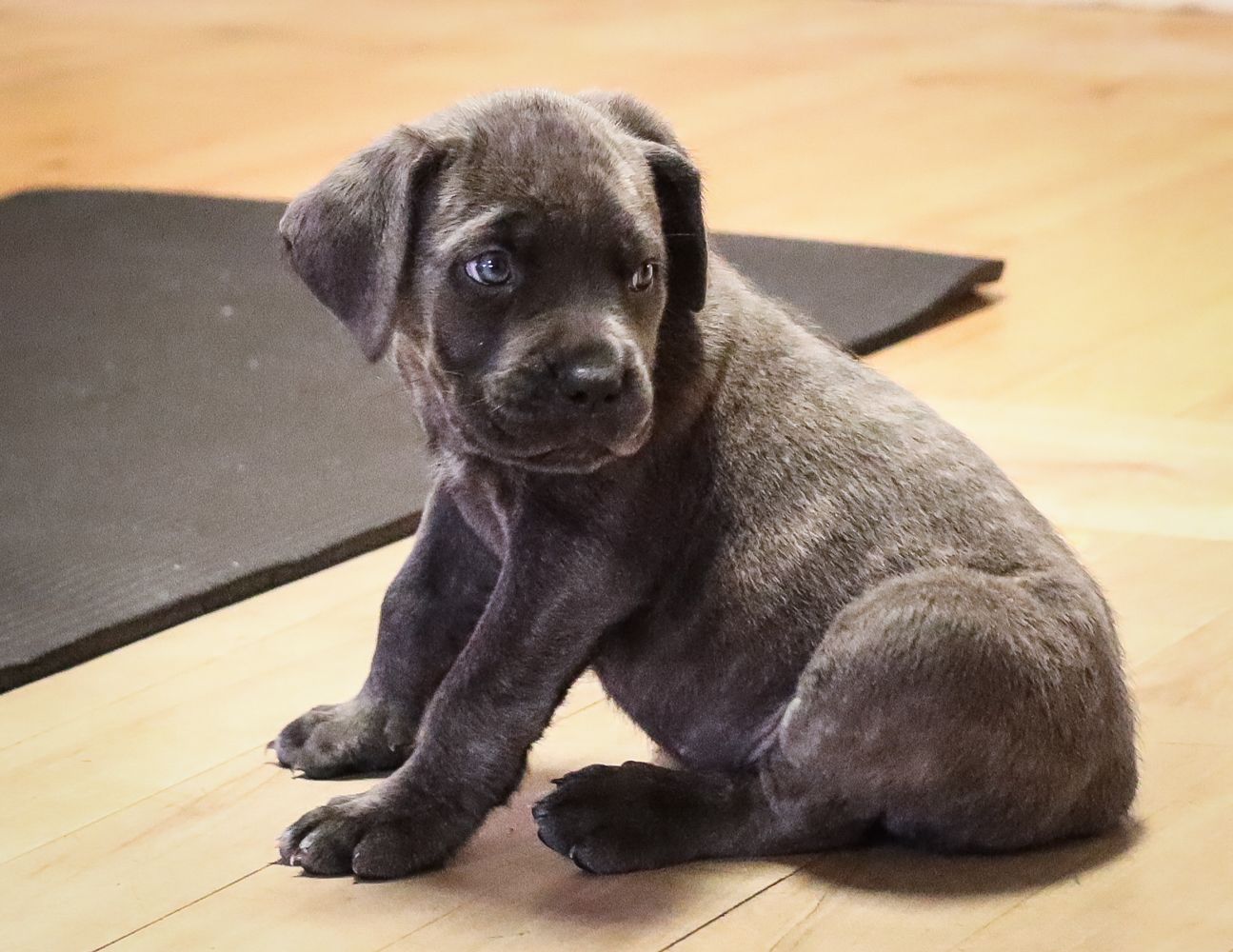 A cute gray puppy on the floor in front of a yoga mat