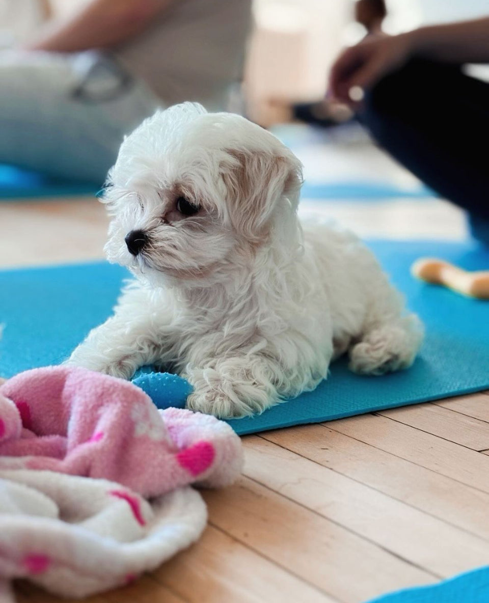 maltese puppy at puppy yoga in toronto