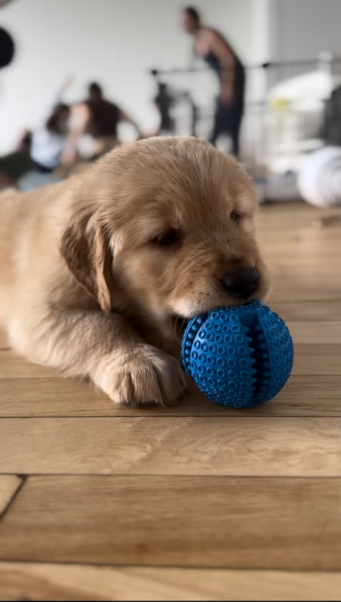 golden retriever puppy at puppy yoga in Toronto