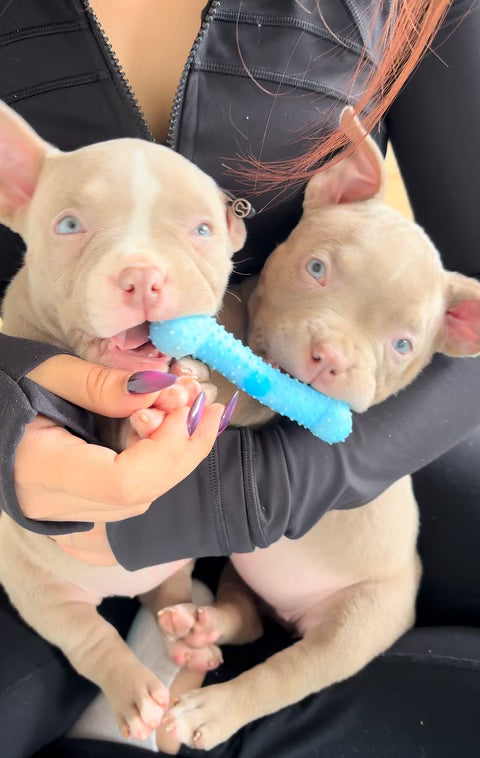 puppy yoga toronto bulldogs corporate events