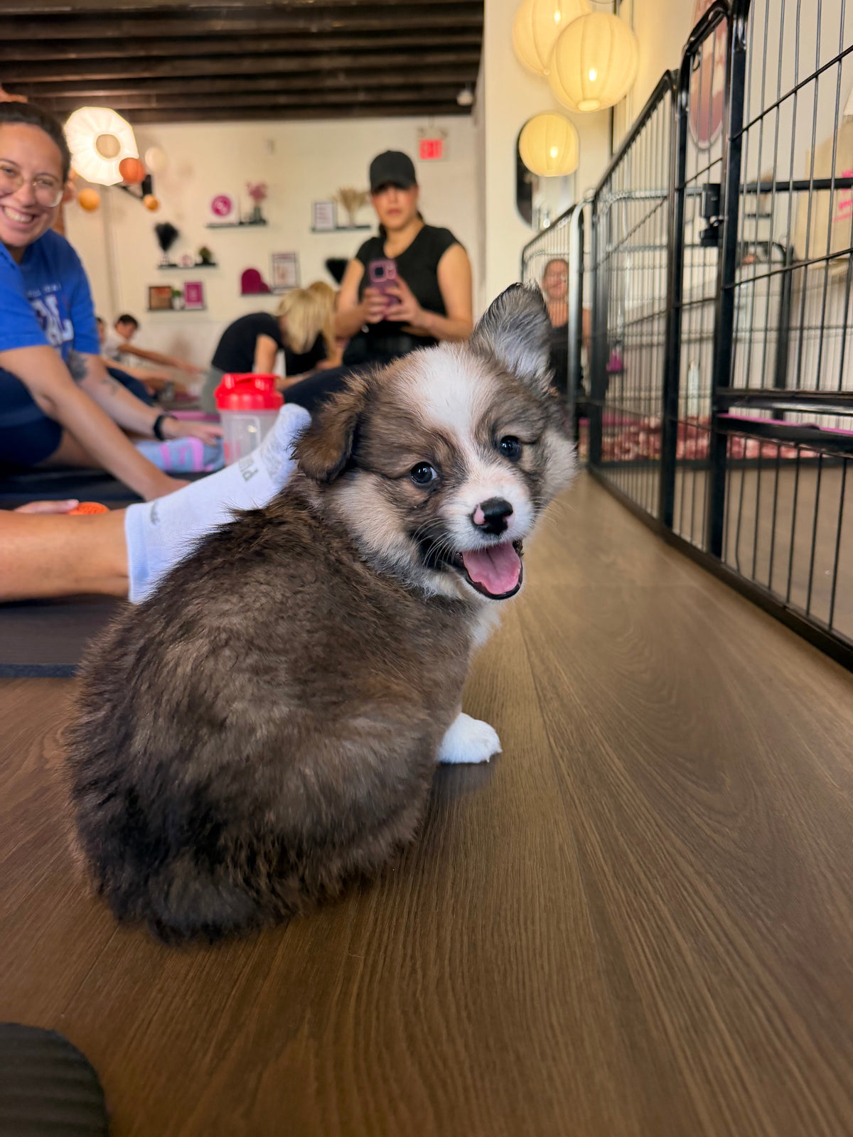 corgi puppy sitting on a dark wood floor in a puppy yoga studio. the puppy is half turned around and staring at the camera with a happy expression. there are people in the background smiling and doing yoga. one woman is taking a picture 