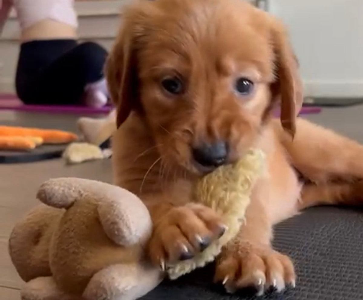 golden retreiver puppy in a yoga class. puppy in the foreground chewing on a toy and looking at the camera. women in the background doing a side bend yoga stretch.