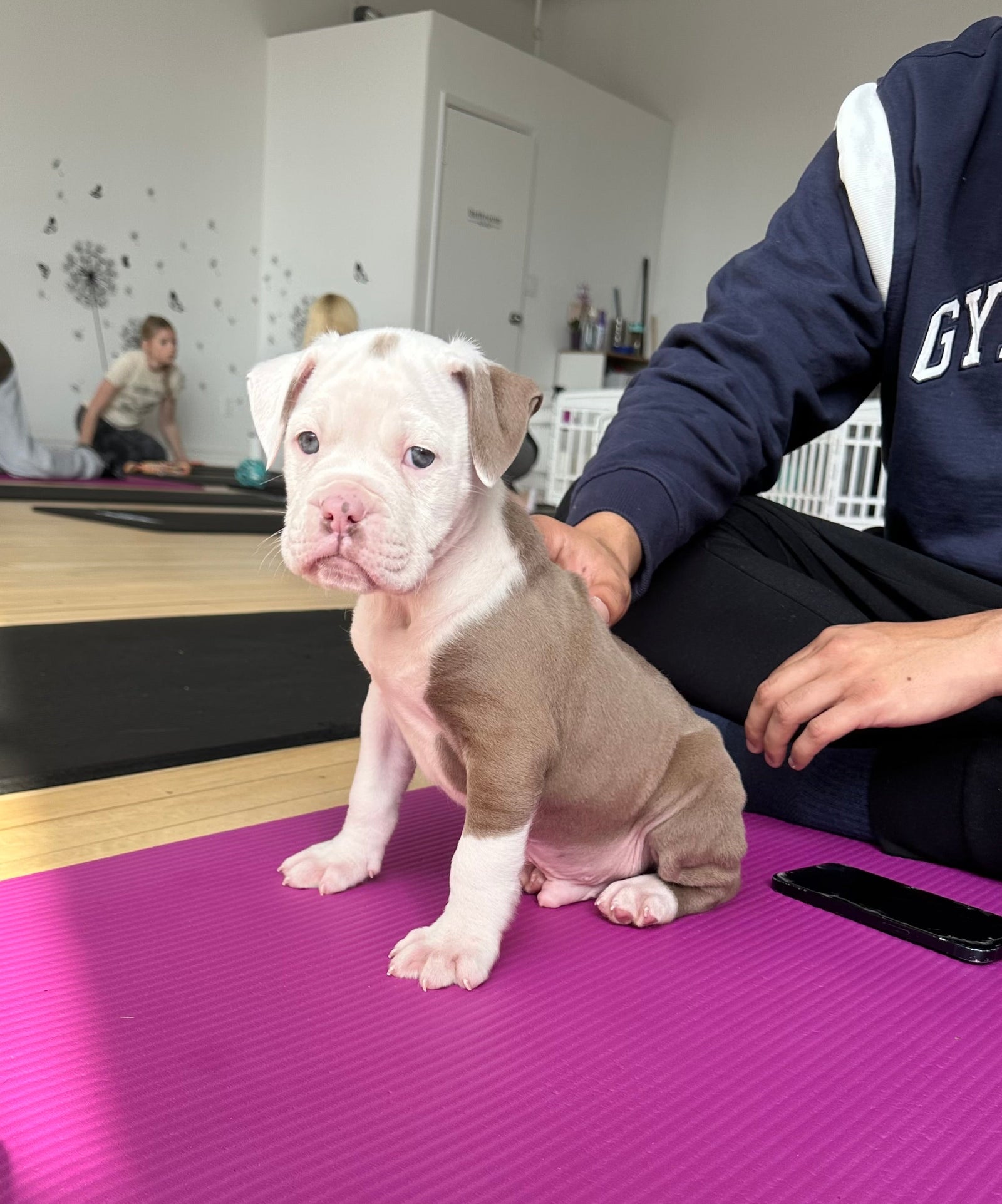 English Bulldog puppy yoga in toronto. Puppy Sitting on a yoga mat