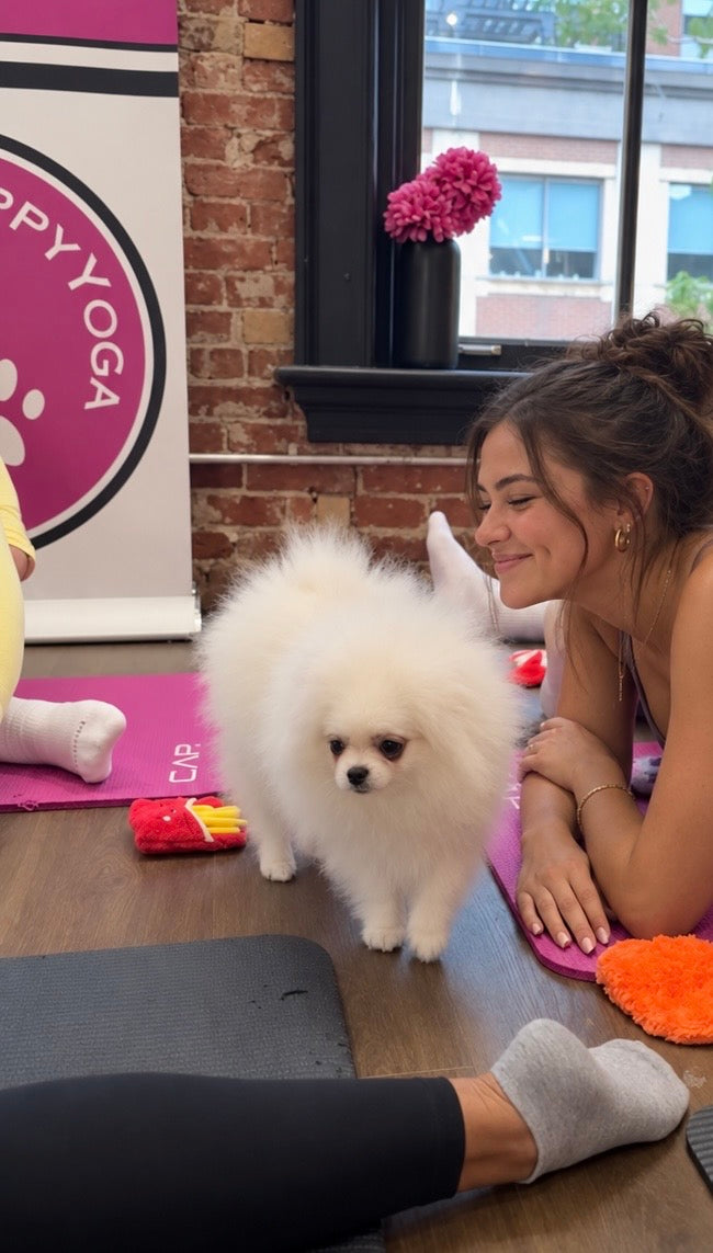 Pomeranian puppy facing the camera wall in the background. It is a puppy yoga class with purple and black yoga mat on the floor and a girl smiling and looking at the puppy.