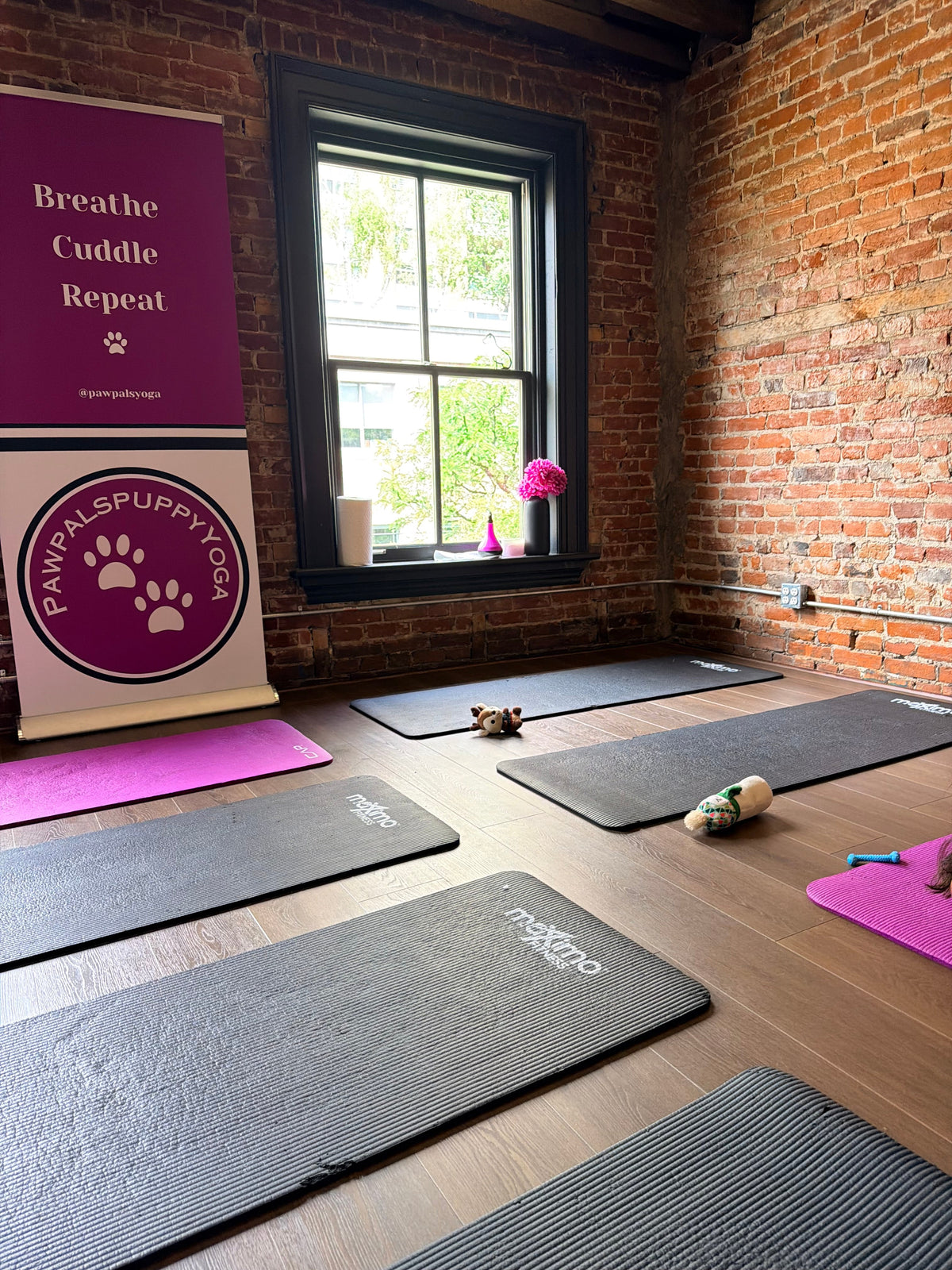 Red brick wall Yoga Studio. There are black and purple yoga mats on the floor and a large black framed window. There is a sign beside the window that says breathe, cuddle, repeat. And has a logo for Pawpals puppy Yoga.