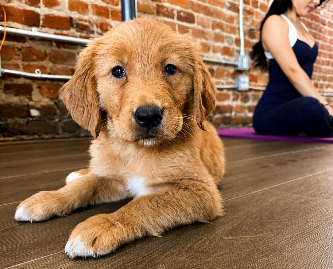 golden retriever puppy at puppy yoga in toronto. brick background with a girl behind the puppy doing yoga