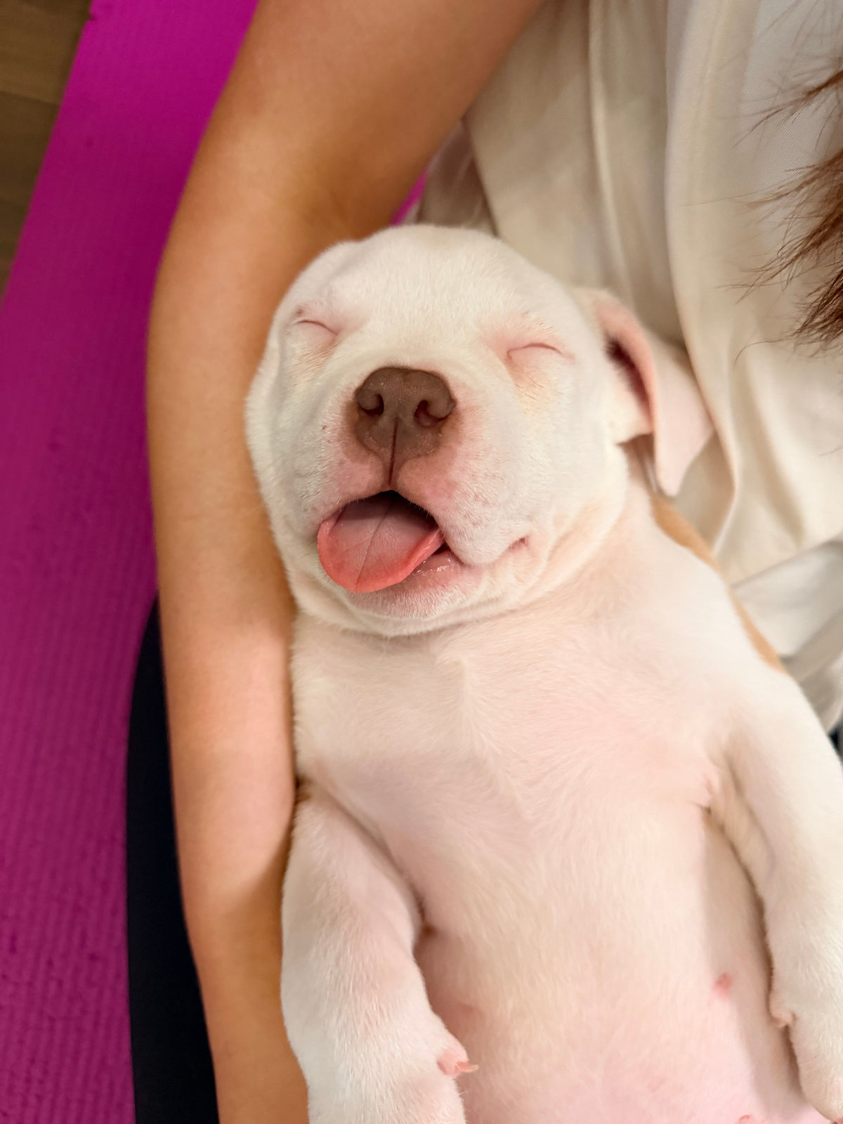 Overhead shot of a pink yoga mat with somebody sitting and their arm is visible holding a white puppy. The puppy is sleeping with its tongue hanging out of its mouth.