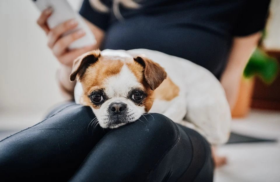 puppy on lap during yoga session in Toronto