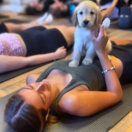 Puppy yoga Toronto downtown corporate private events wellness 
