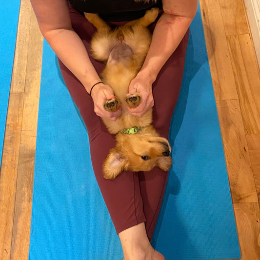 Puppy yoga for mental health in Toronto 
