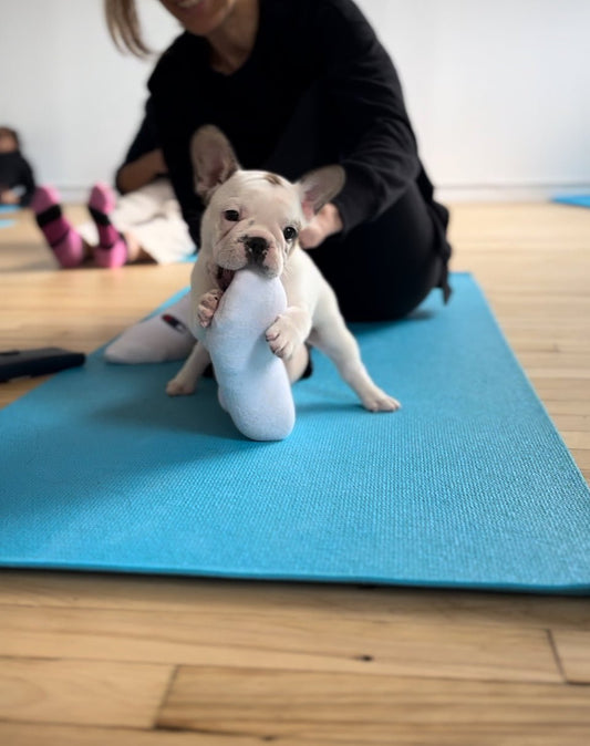 French bulldog puppy yoga for corporate wellness and teambuilding in toronto