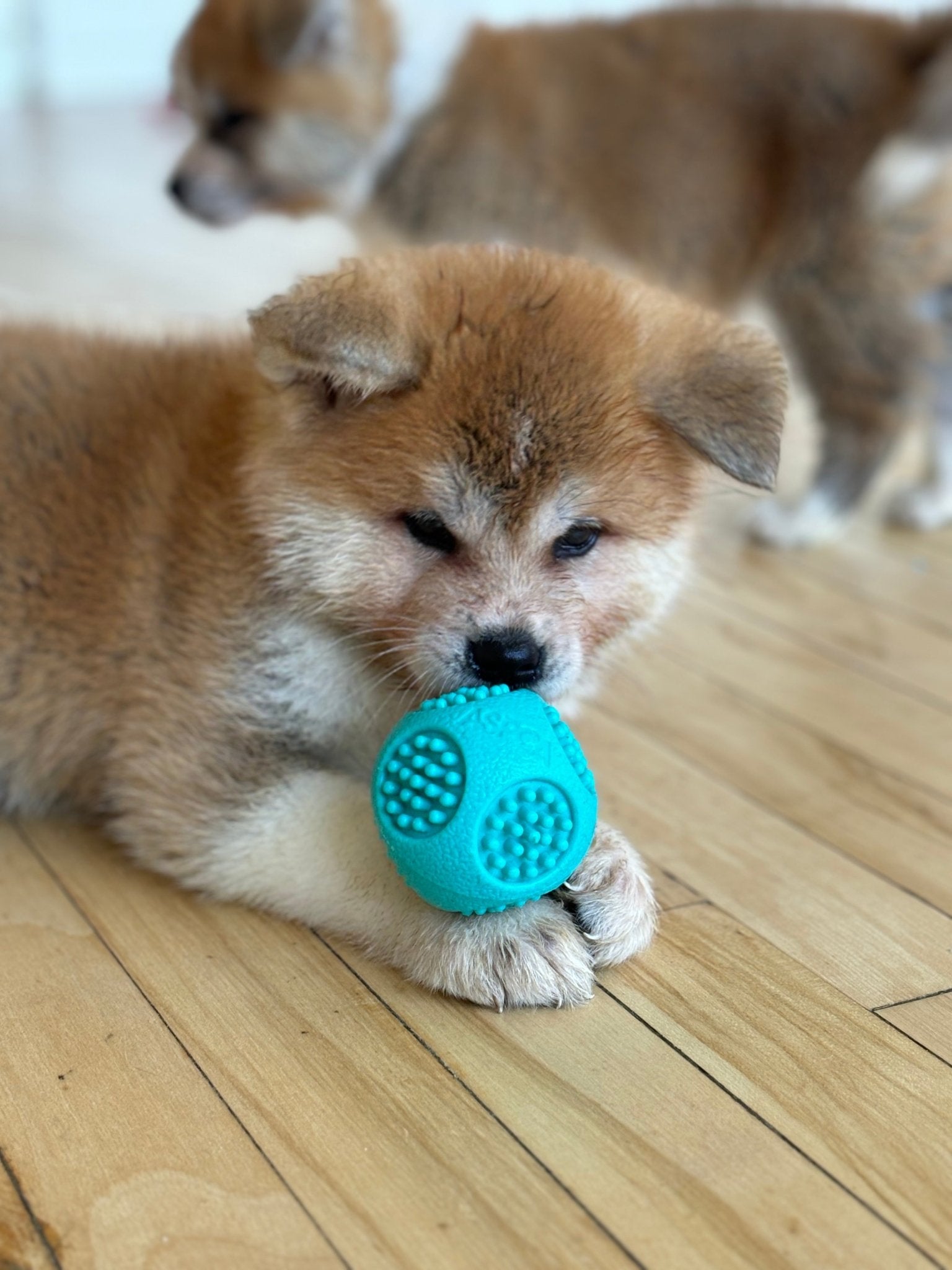 Puppy Yoga Toronto Tourism Tourist Vacation