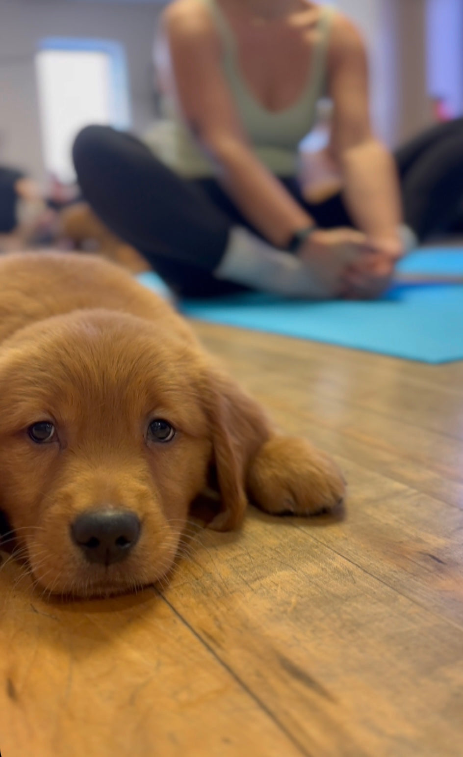 Golden retriever puppy at pawpals yoga in Toronto with a girl doing yoga