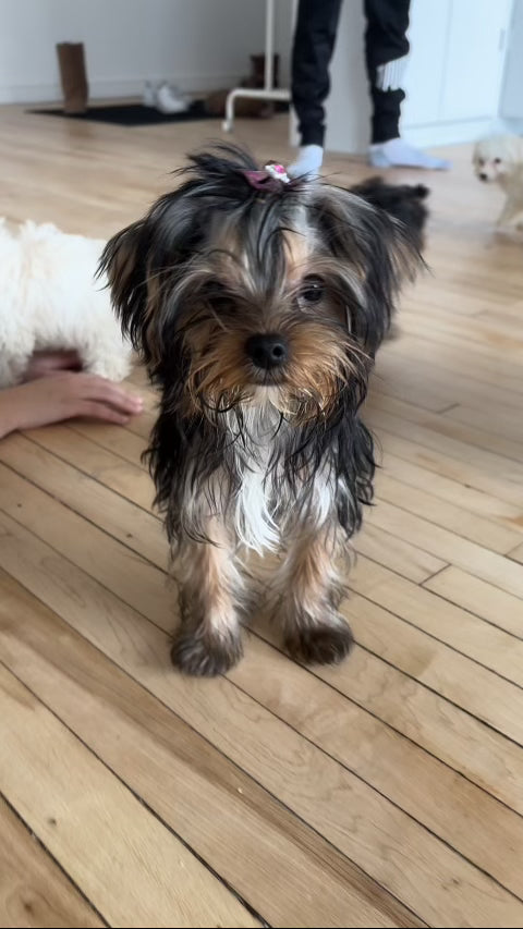 yorkie puppy at puppy yoga in Downtown Toronto, Pawpals yoga is the best puppy yoga in the city with affordable and ethical classes