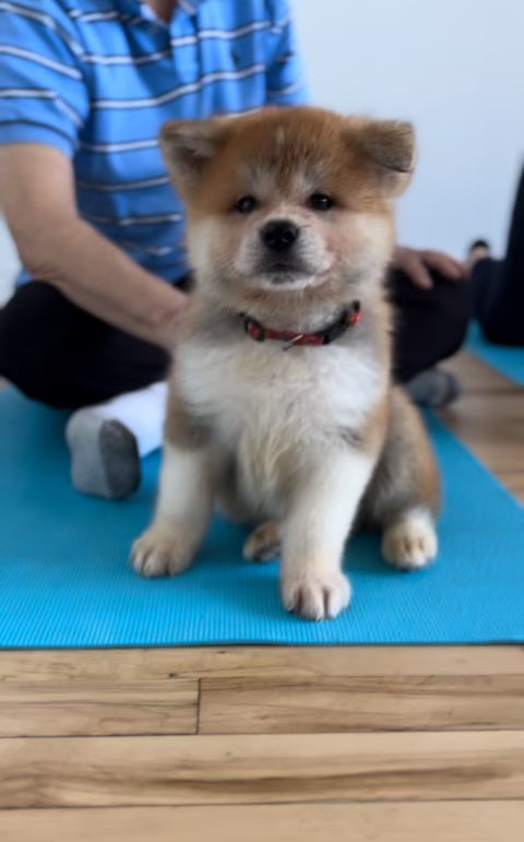 puppy yoga toronto akita corporate and private events