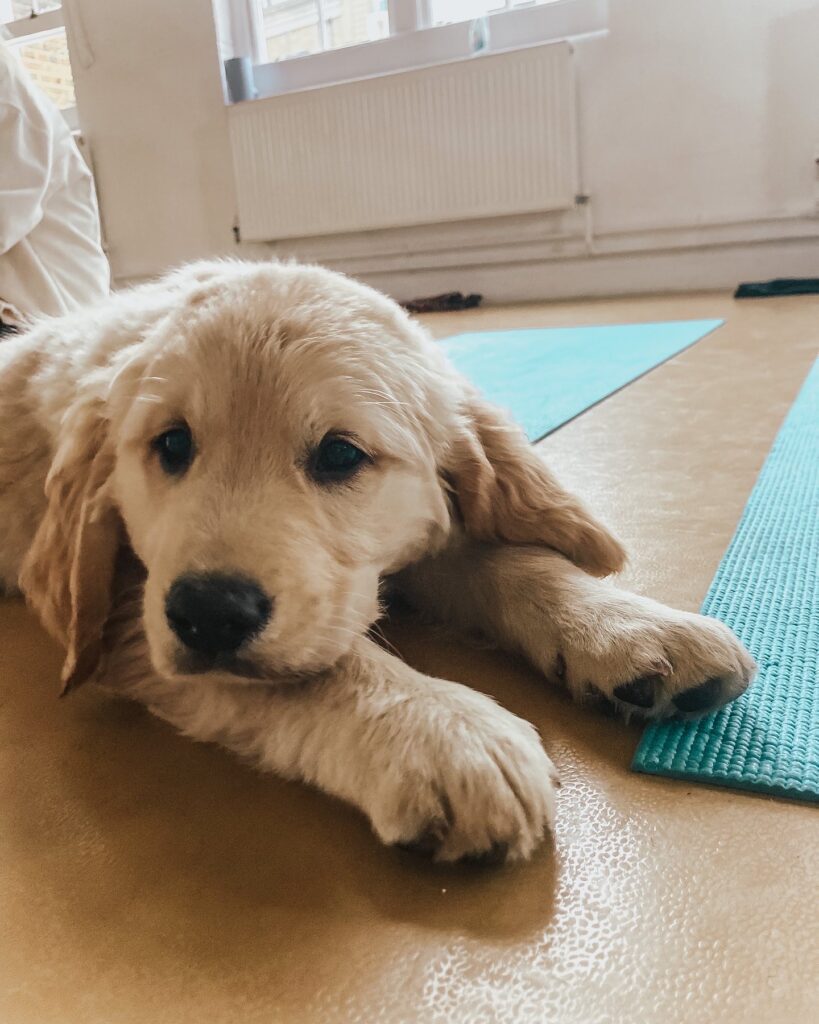 A golden retriever puppy in PawPals yoga session 