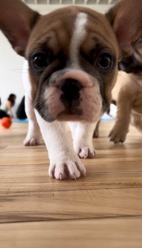 toronto puppy yoga frenchie