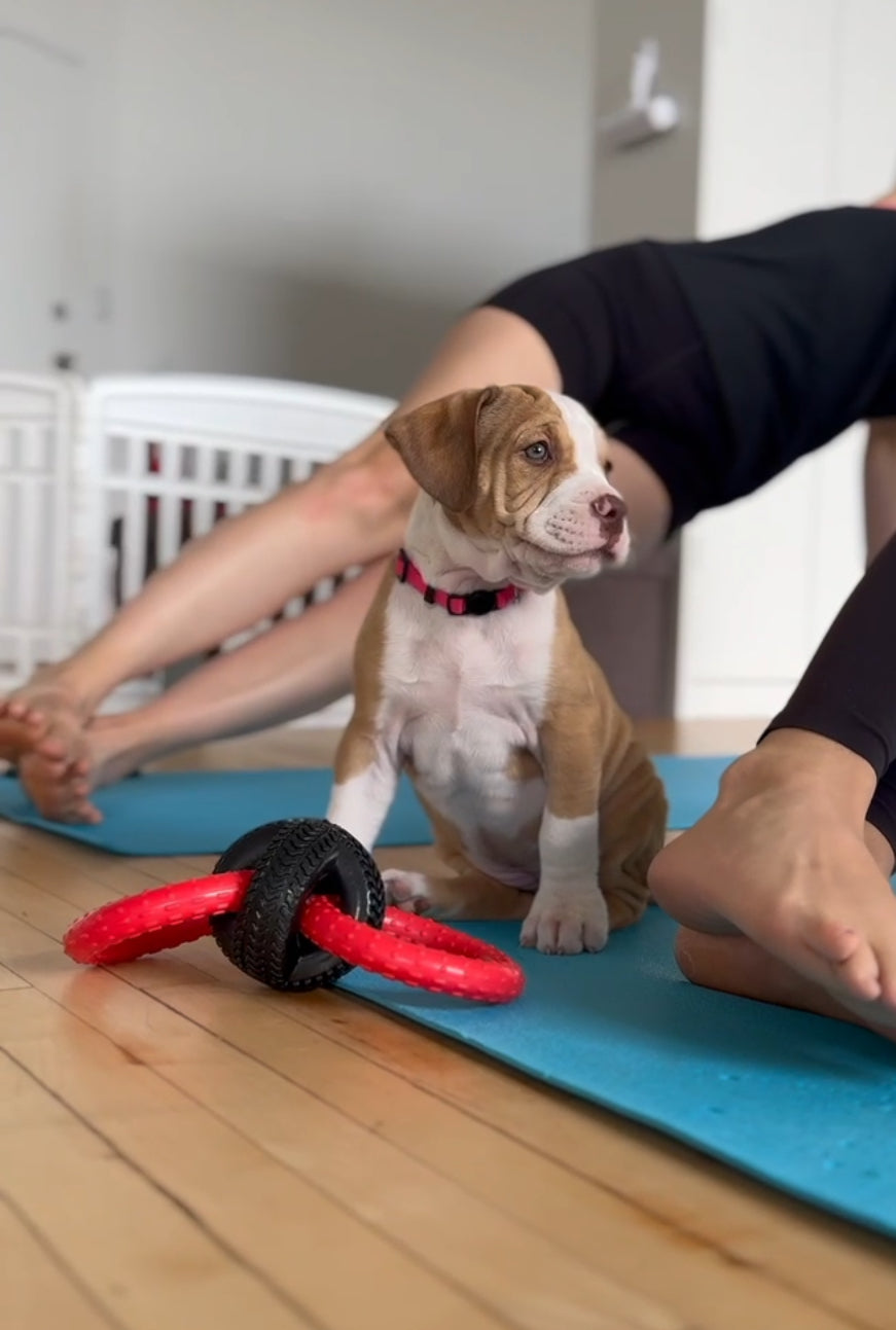 corporate yoga session with puppies