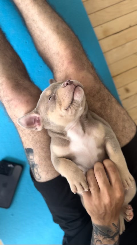 cute puppy toronto yoga puppies wellness
