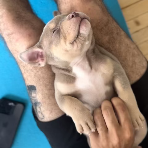 cute puppy toronto yoga puppies wellness