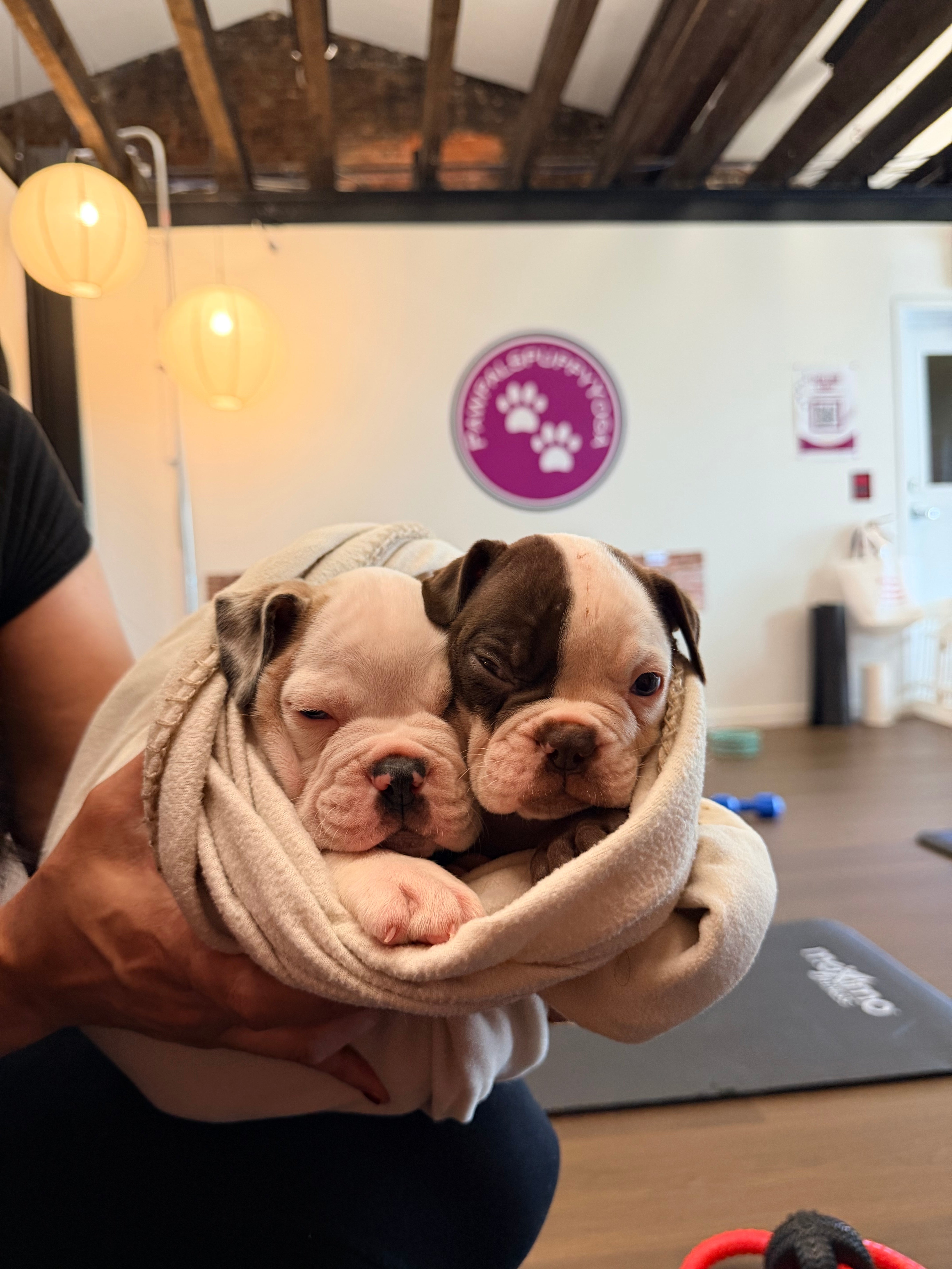 english bulldog puppy yoga in toronto with two dogs wrapped in a blanket. yoga studio for pawpals puppy yoga in the background.
