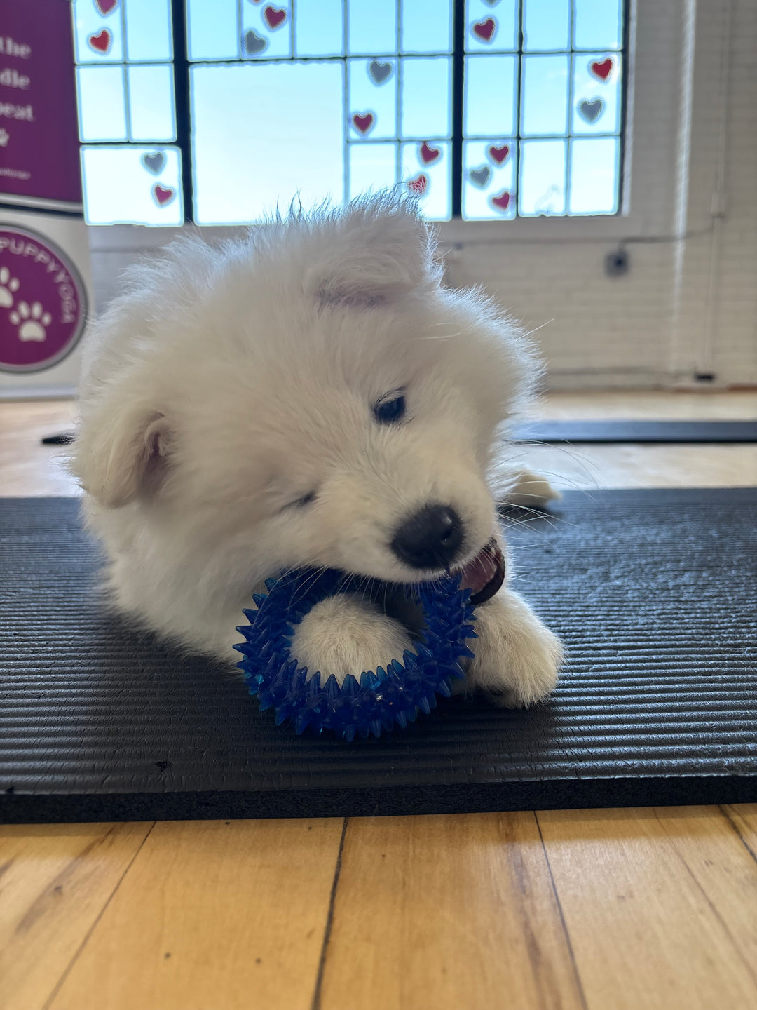 White dog with a blue toy in its mouth, standing next to a glass door with a decorative pattern in a toronto puppy yoga studio 