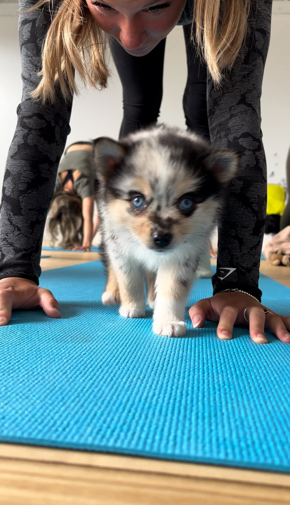 Puppy yoga Toronto birthday party with pomsky puppy. ethical puppy yoga in Downtown Toronto