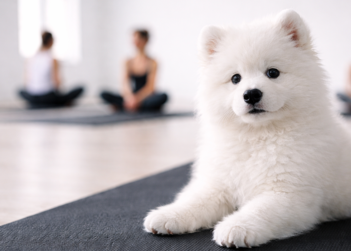 puppy yoga in toronto corporate events