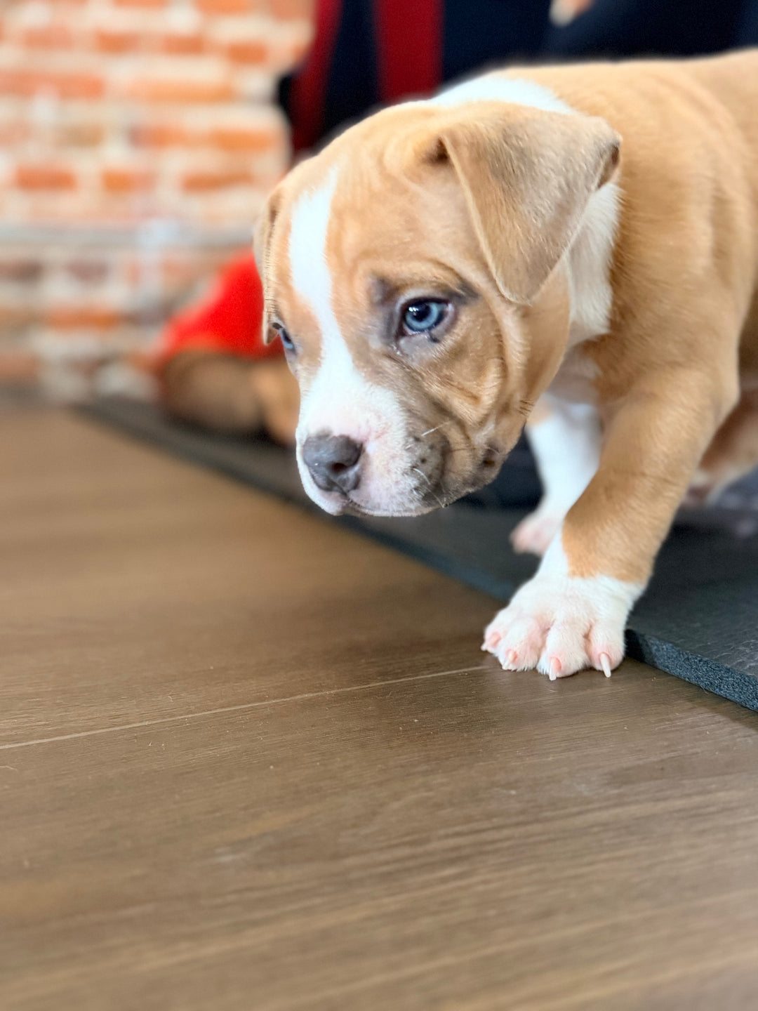 american bully puppy with blue eyes at a puppy yoga class in toronto. ethical puppy yoga in Toronto.
