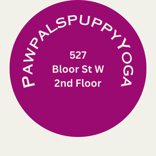 Puppy Yoga - February 25, 2024 Sunday
